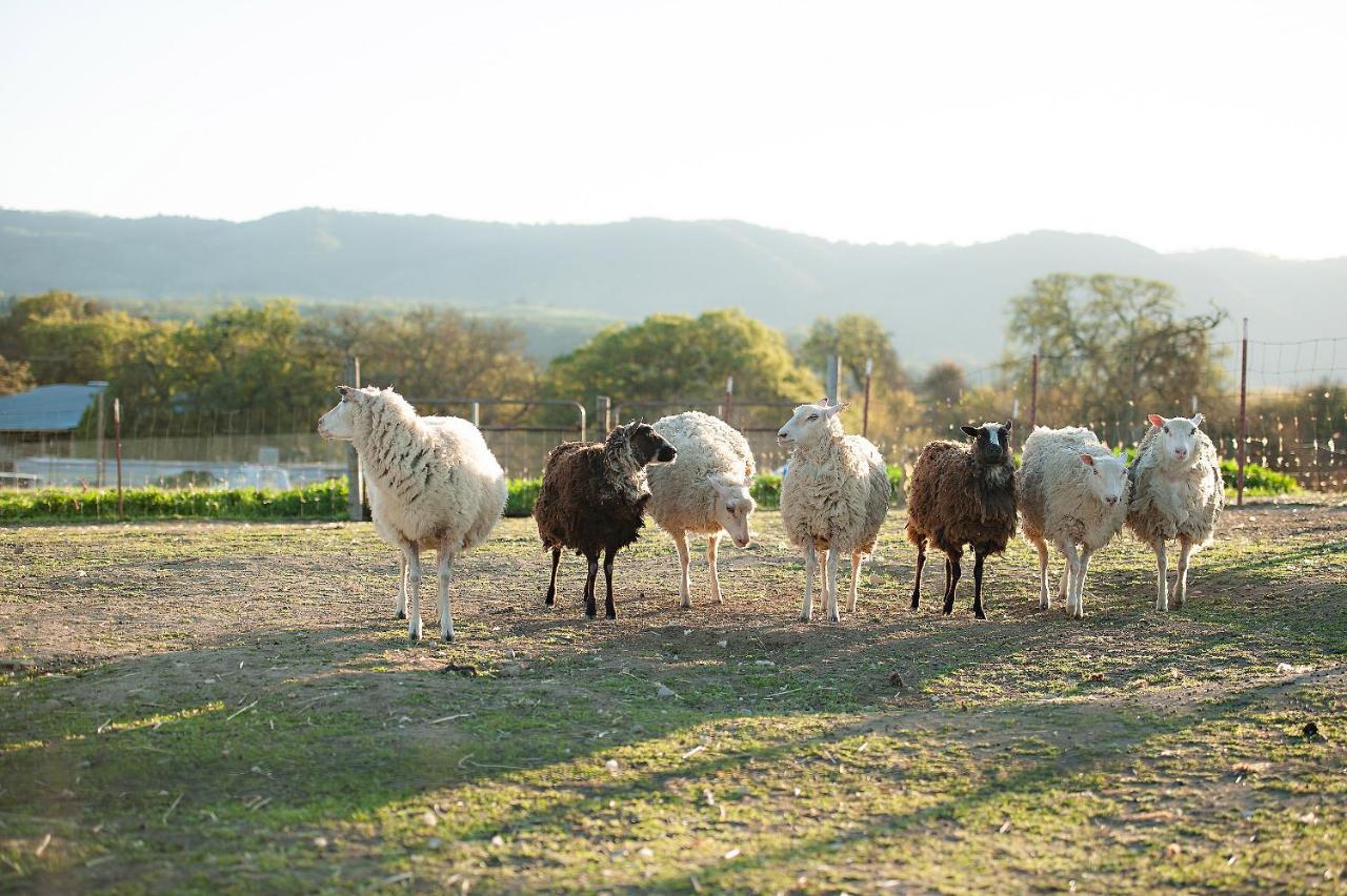Reves De Moutons Hotel Paso Robles Exterior foto