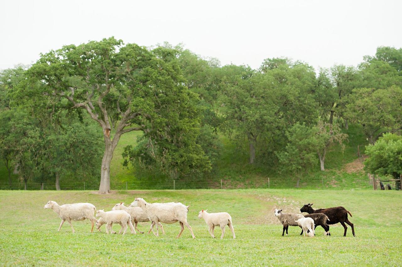 Reves De Moutons Hotel Paso Robles Exterior foto