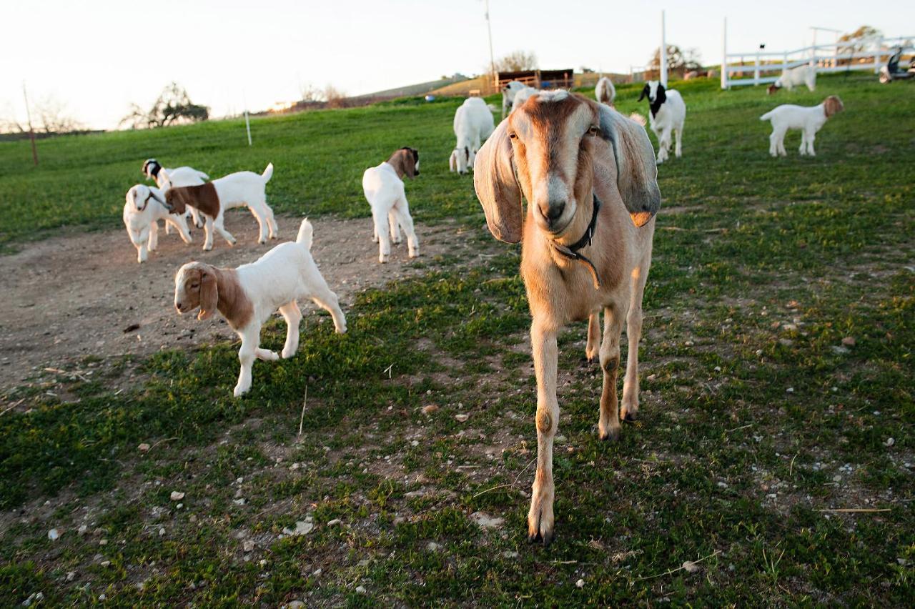 Reves De Moutons Hotel Paso Robles Exterior foto