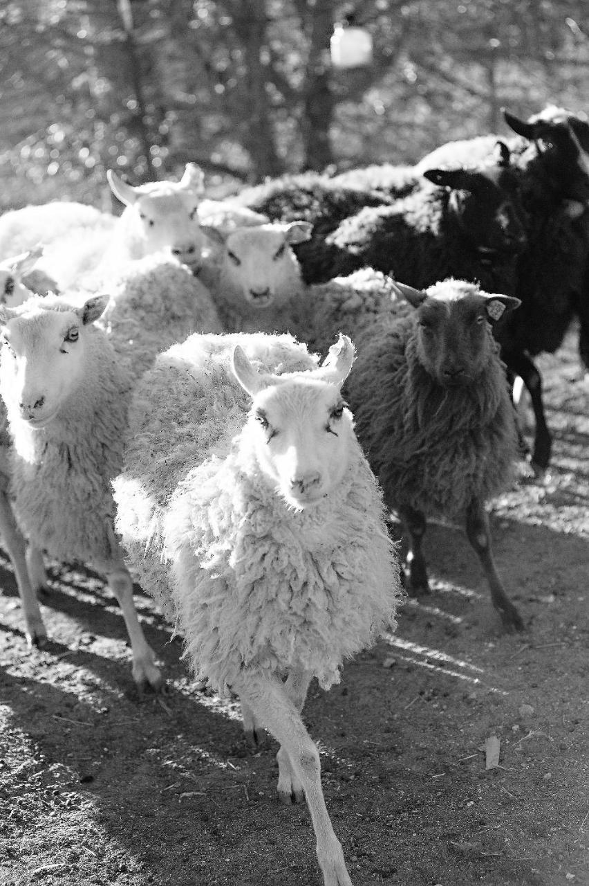 Reves De Moutons Hotel Paso Robles Exterior foto